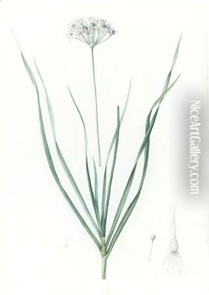 Allium Tataricum - Ail De Tartarie Oil Painting - Pierre-Joseph Redoute