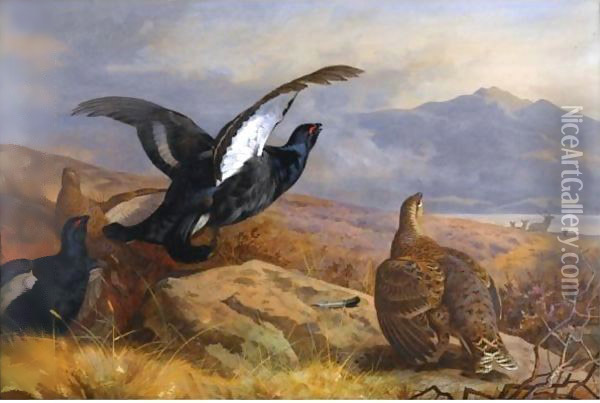 Black Grouse In A Highland Landscape With Red Deer In The Background Oil Painting - Archibald Thorburn