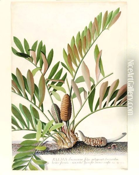 Palma Americana foliis polygonati brevioribus, leviter serratatis and non nihil spinosis, trunco crasso Oil Painting - Georg Dionysius Ehret