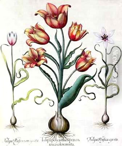Tulipa Perfica non aperta, Tulipa Polyanthos Pracox, Tulipa Perfica aperta Oil Painting - Basilius Besler
