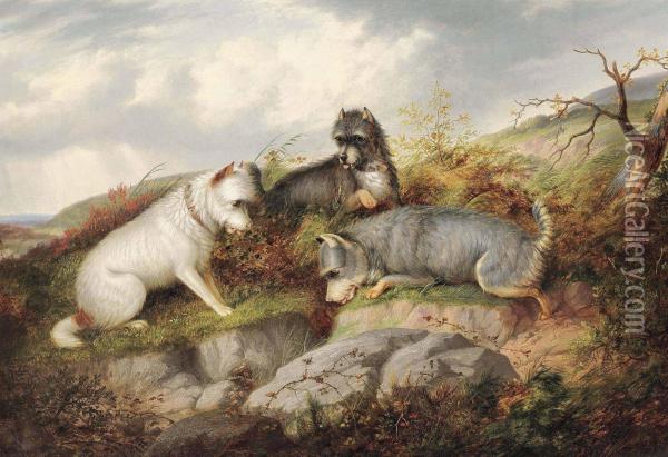 Terriers Ratting Oil Painting - George Armfield