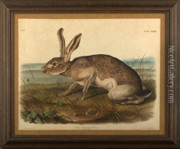 Texian Hare Oil Painting - John James Audubon