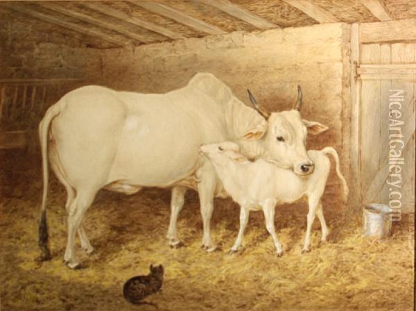 A Brahman Cow With Her Calf In A Barn Oil Painting - Basil Bradley