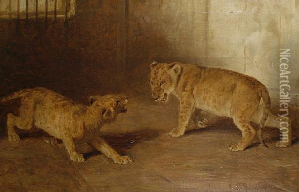 Study Of Lion Cubs Oil Painting - Basil Bradley