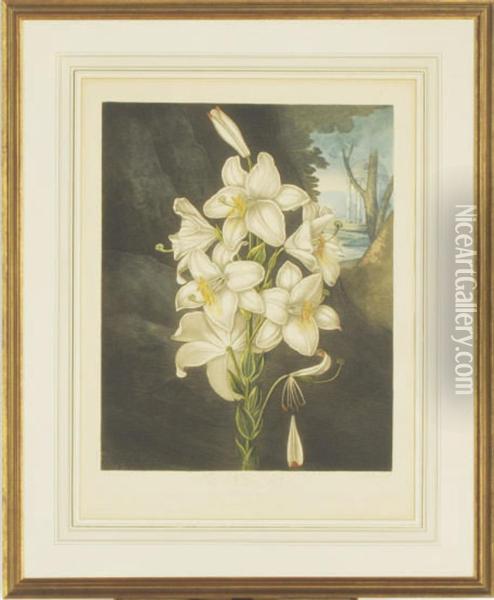 Dr. Thornton's Temple Of Flora Oil Painting - James Caldwall