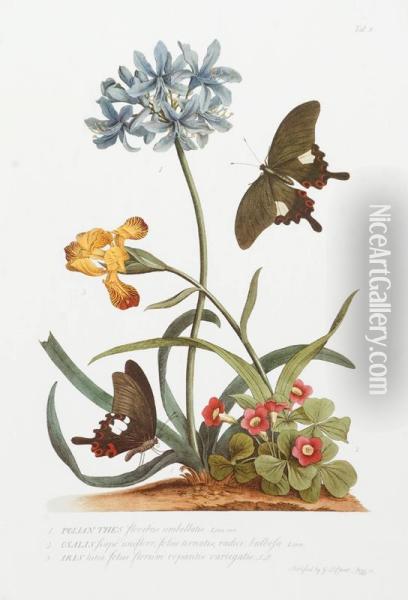 Botanical Illustration Depicting Flowers & Butterflies. Oil Painting - Georg Dionysius Ehret