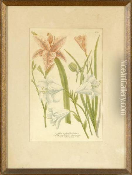 Narcissus And Various Lilies Oil Painting - Georg Dionysius Ehret