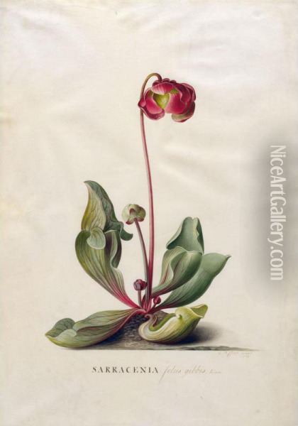 Sarracenia Foliis Gibbis. Linn Oil Painting - Georg Dionysius Ehret