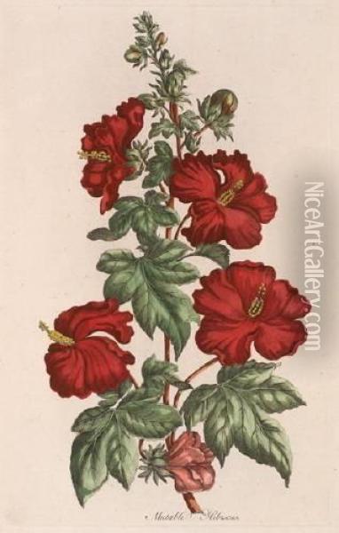 Crimson Hibiscus; Double Crimson Hibiscus; Mutable Hibiscus; Crimson Fig Oil Painting - John Hill
