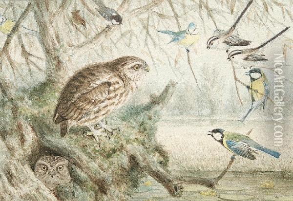 Group Of Ten Bird Studies In Two Frames Oil Painting - Johan Gerard Keulemans