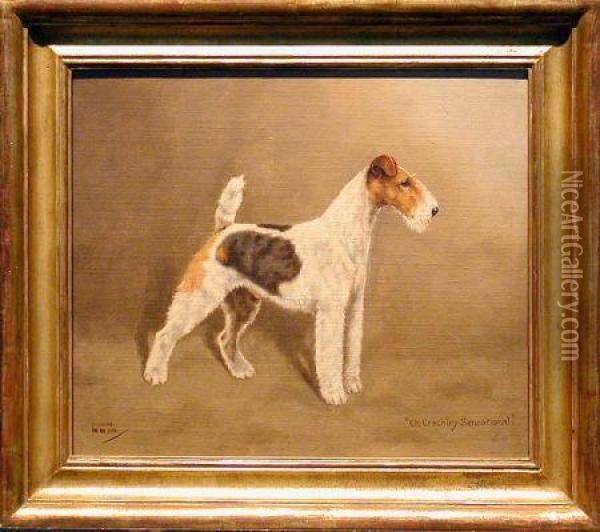 Ch. Crackley Sensational, A Wirehaired Fox Terrier