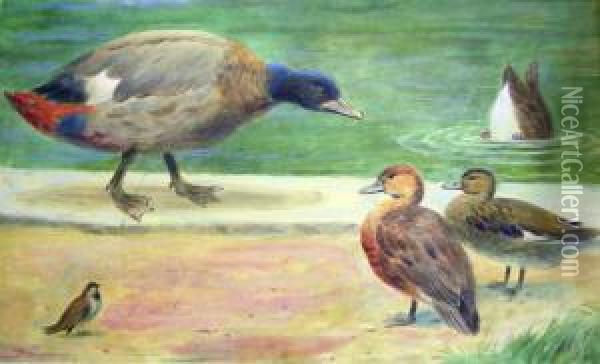 Ducks Oil Painting - Henry Stacy Marks