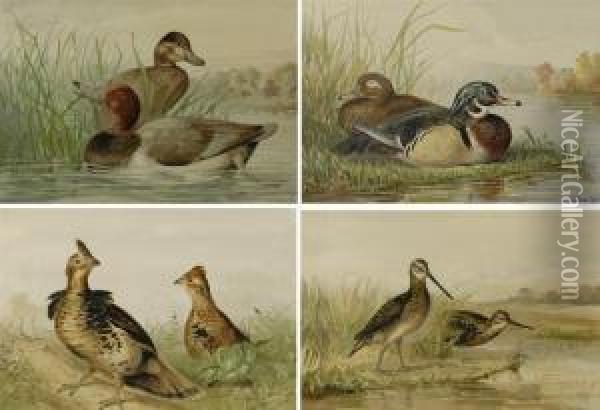 Snipe, Redhead, Grouse And Wood Duck Oil Painting - Alexander Pope