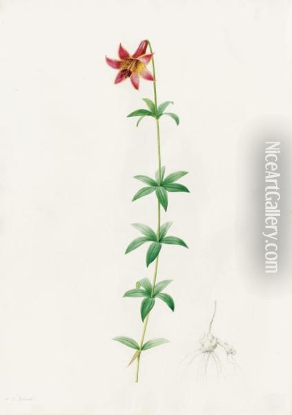 Lilium Penduliforum (canada Lily) Oil Painting - Pierre-Joseph Redoute