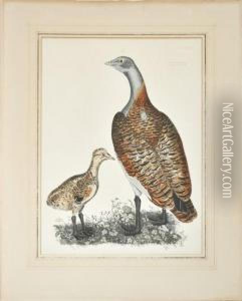 A Female And Male Bustard Oil Painting - Prideaux John Selby